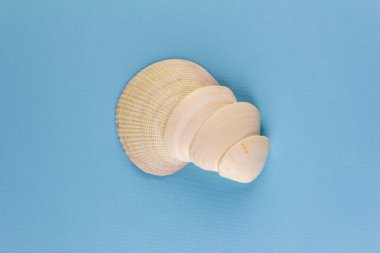 Mavi bir zemin üzerinde beyaz deniz kabukları yığını