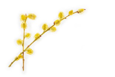 Beyaz arka planda çiçek açan söğüt dalları ve bir kopya alanı olan bahar Paskalya arkaplanı