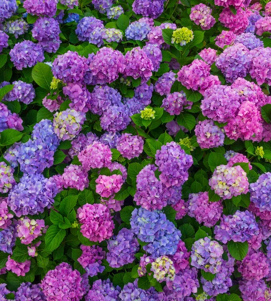 Aiuola Con Bellissimi Fiori Ortensia Multicolore Primo Piano — Foto Stock