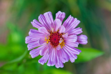 Pembe zinnia çiçeği, yakın plan, üst manzara.