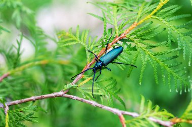 bir kozalaklı ağaç thuja dalında misk böceği (Aromia moschata)