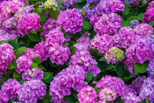 Aiuola Con Bellissimi Fiori Ortensie Vicino — Foto Stock