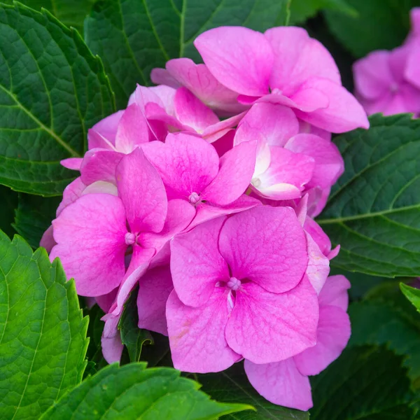 Bel Fiore Rosa Ortensia Primo Piano — Foto Stock