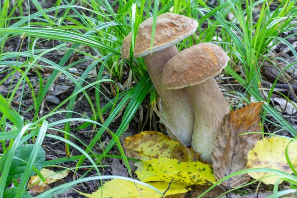 Dos Hongos Porcini Hierba Día Verano — Foto de Stock