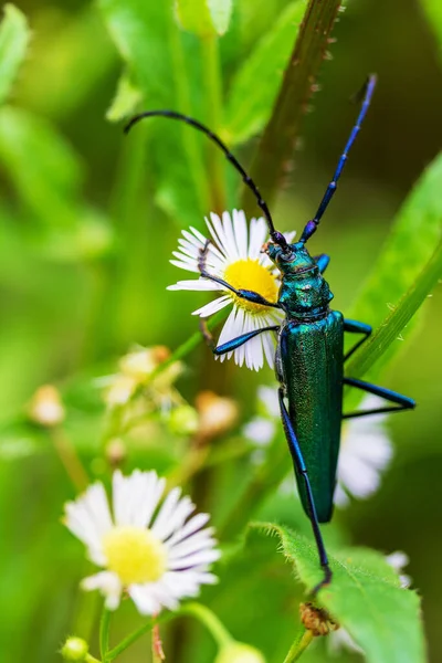 Besouro Almiscarado Barbel Aromia Moschata Sobre Flores Farmácia Camomila Close — Fotografia de Stock