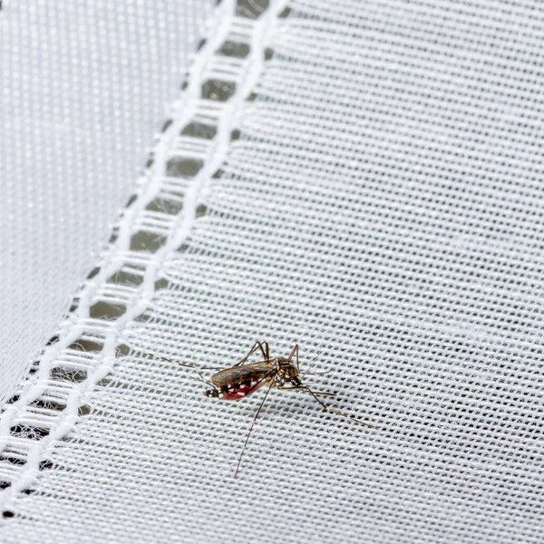 Mosquito Drunk Blood White Curtain — Stock Photo, Image