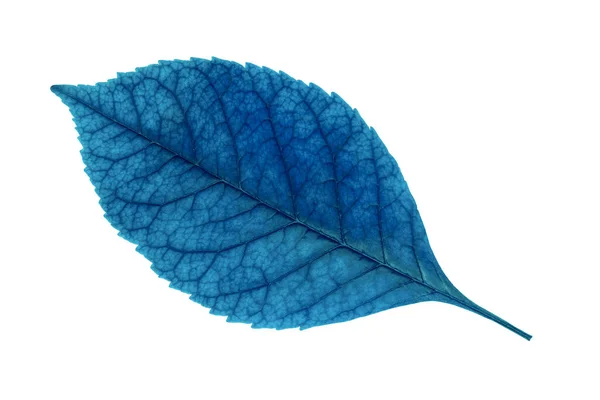 Blue Leaf Isolated White Background — Stock Photo, Image