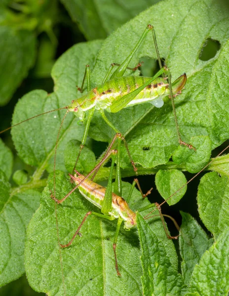 Deux Sauterelles Mâle Une Femelle Assis Sur Des Feuilles Pomme — Photo