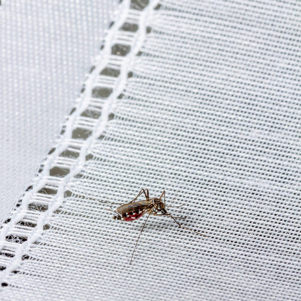 a mosquito drunk on blood on a white curtain
