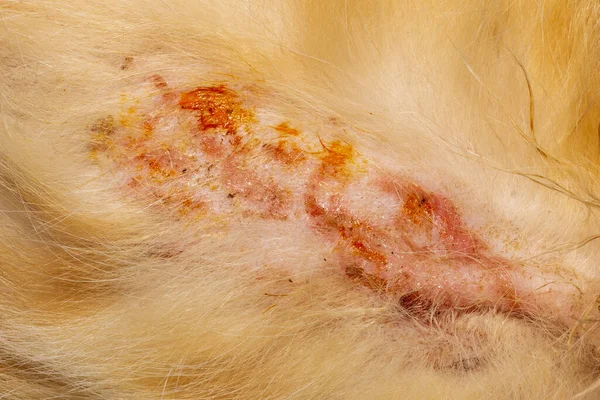 Infezione Batterica Della Pelle Piodermite Lichene Sulla Pelle Gatto Rosso — Foto Stock