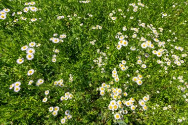 Çiçek açan papatya çayı eczanesi manzaralı.