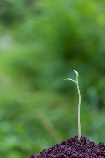 Doğal Yeşil Bir Arka Planda Büyüyen Genç Bir Filiz — Stok fotoğraf