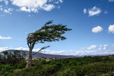 Tierra del Fuego rüzgarda tarafından deforme ağaç