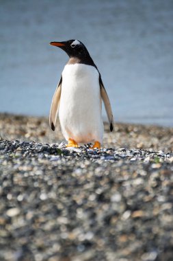 Portrait to Papua penguin on the gravel on the seashore clipart