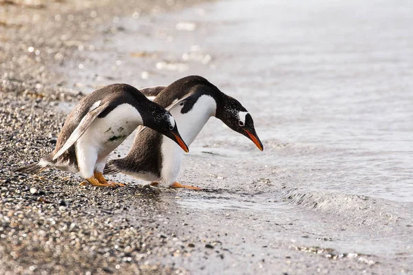 Папуа пінгвін пара на море — стокове фото