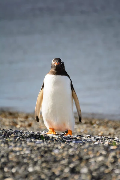 Stående till Papua pingvin på grus på stranden — Stockfoto