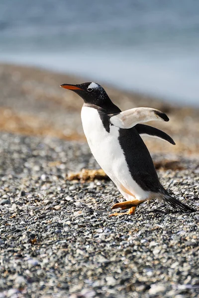 Портрет до Папуа пінгвіна на гравії на самому березі моря — стокове фото