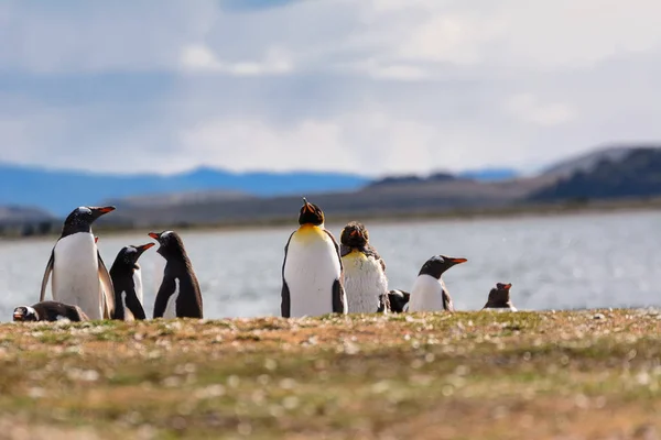 Königs- und Papua-Pinguin-Kolonie am Meer — Stockfoto