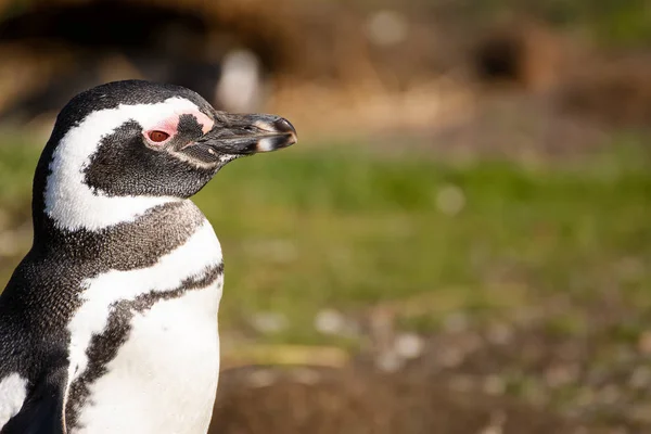 Магеллан пінгвін портрет — стокове фото