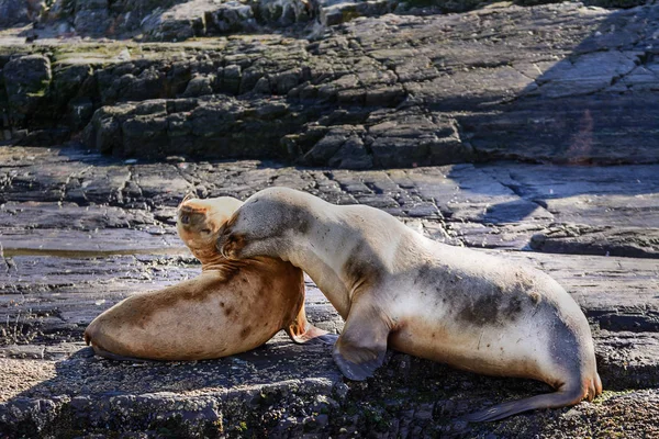 Leones marinos en isla en canal beagle cerca de Ushuaia (Argentina) ) — Foto de Stock