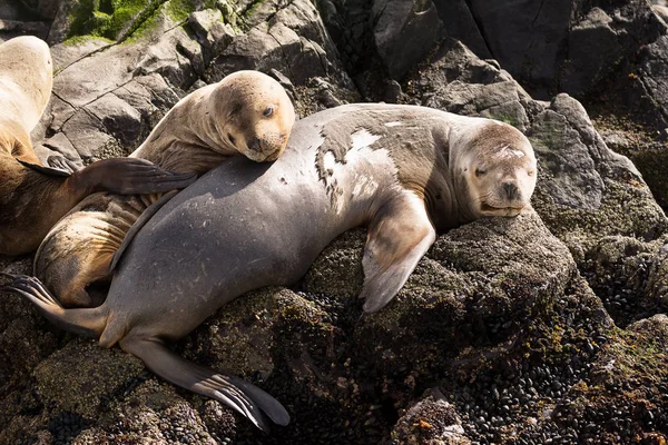 Sea lions on isla in  beagle channel near Ushuaia (Argentina) — Stock Photo, Image