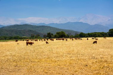 Andes dibinde alanındaki ruminating sığır.