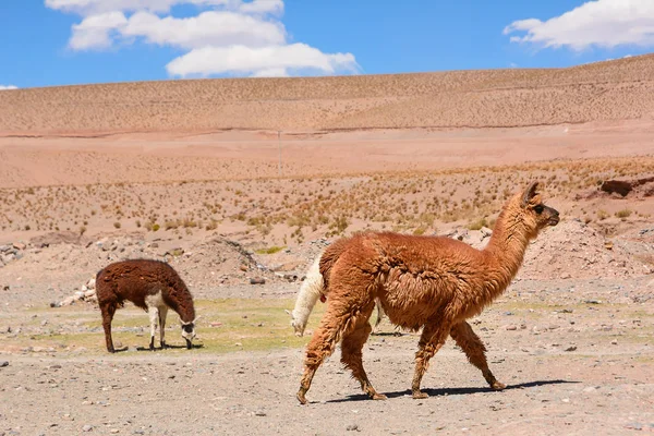 Lama in de provincie van de woestijn van Jujuy — Stockfoto