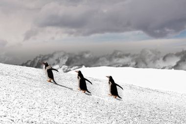 Papua penguin couple walking on hill on the snow clipart