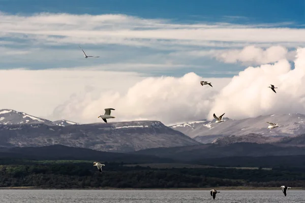 Albatross w locie w Tierra del Fuego — Zdjęcie stockowe