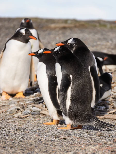 Papouasie couple de manchots au bord de la mer — Photo