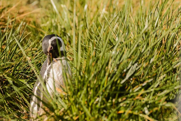 Pinguino magellano ritratto nell'erba — Foto Stock