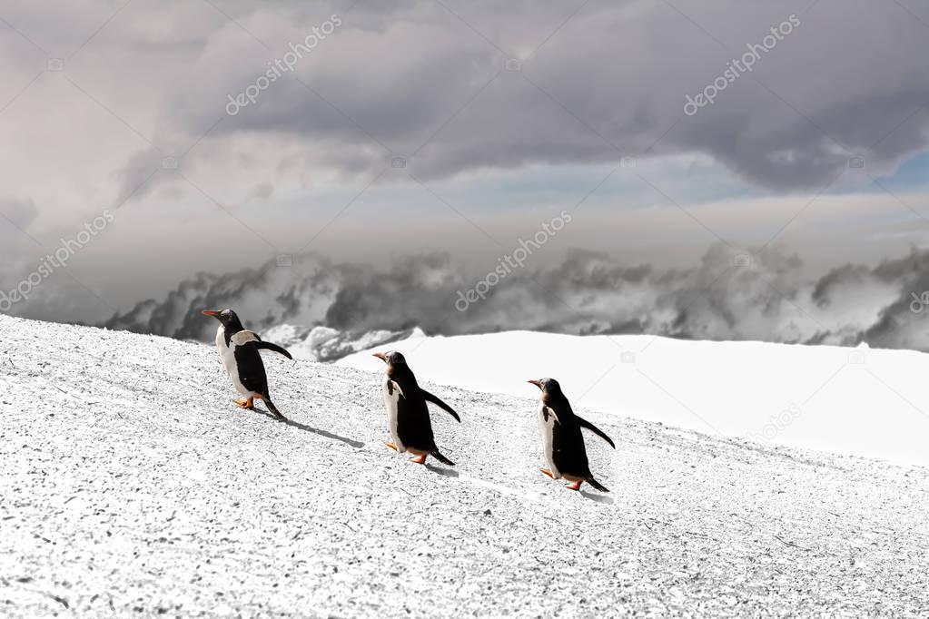 Papua penguin couple walking on hill on the snow