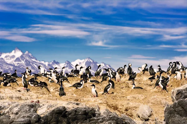 Corvos-marinhos na ilha no canal Beagle — Fotografia de Stock