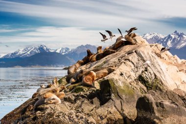 Sea lions and Albatros on isla in  beagle channel near Ushuaia  clipart