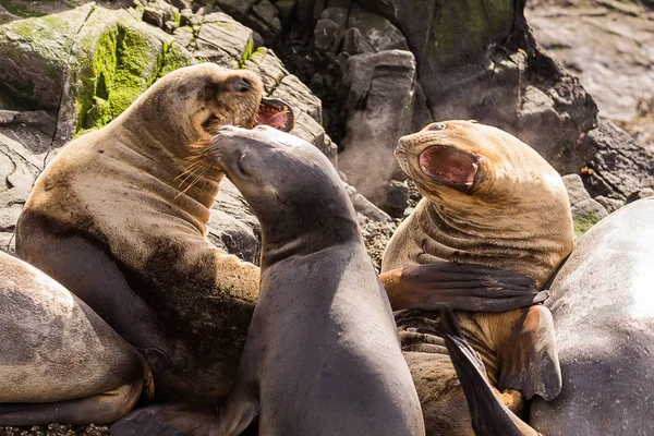 Lobos marinos rugiendo en canal de beagle cerca de Ushuaia (Argentina) ) — Foto de Stock