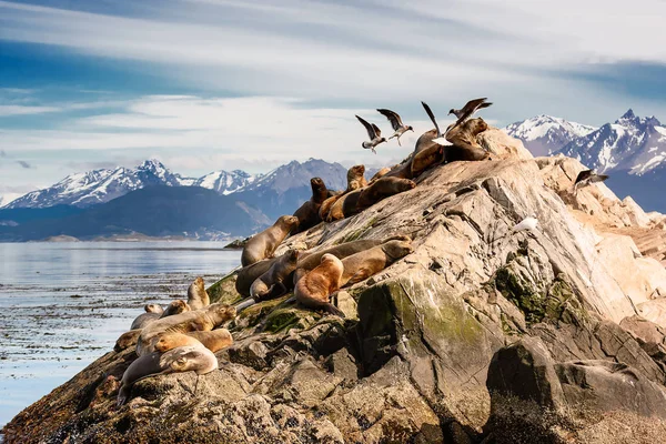 Otaries et Albatros sur l'île dans le chenal Beagle près d'Ushuaia — Photo