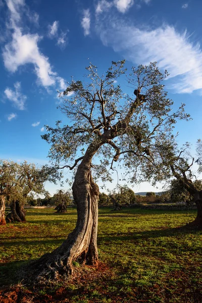 Olijf boom in Apulië platteland (Italië) — Stockfoto