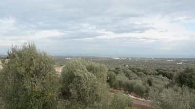Fasano (İtalya laik zeytin ağaçları Vadisi)