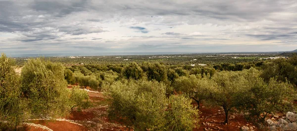 Tal der jahrhundertealten Olivenbäume in Fasano — Stockfoto