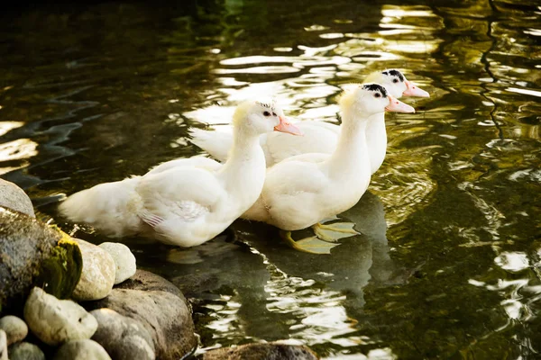 池の 3 つの白いガチョウ — ストック写真