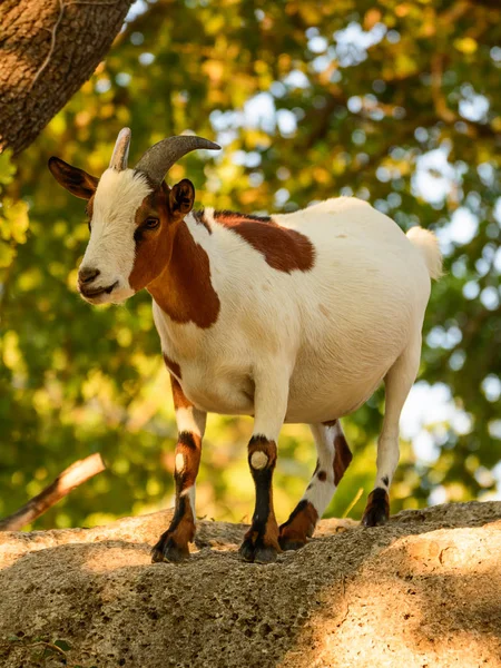 Keçi kaya üzerinde kahverengi ve beyaz manto