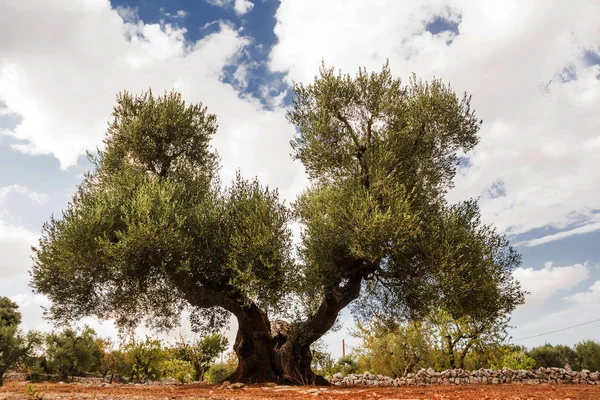 Árvore de azeitona, secular com cabelo duplo — Fotografia de Stock