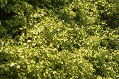 Yeşil yaprakları paterni