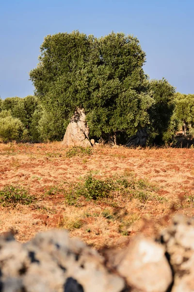 ต้นมะกอกในชนบท Puglia — ภาพถ่ายสต็อก