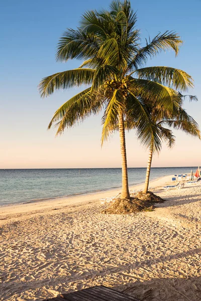 Palma en la playa de una isla tropical en Cuba — Foto de Stock