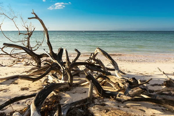 Dried branches on the beach of Cayo Jutias near Vinales (Cuba) — Stock Photo, Image