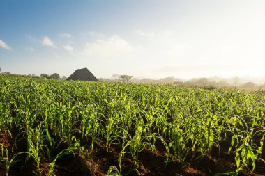 Vinales Valley (Küba tütün alan ve kuru)
