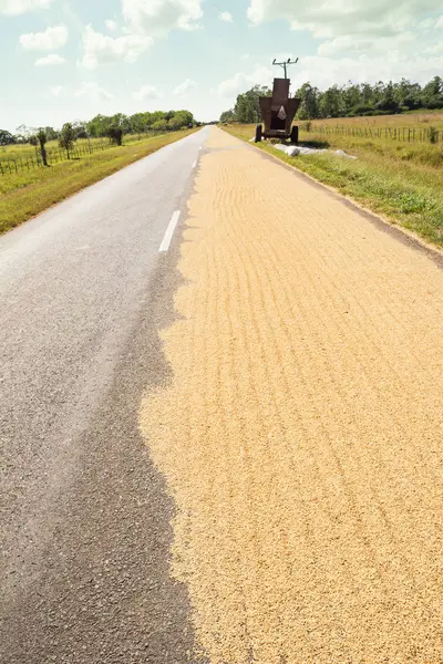 Rice spread to dry on the asphalt in Cuba — Stock Photo, Image