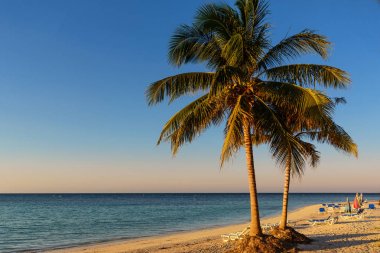 Küba'da (Cajo Jutia tropikal bir ada plajda palmiye ağaçları