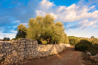 Puglia 'da taştan duvarlar ve zeytin ağaçları olan köy yolu.